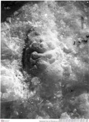 Historisches Foto von Pithonoton sp. (NHMW-AFW-GEO-BACHMAYER-FOTO-1990-0041-1683)